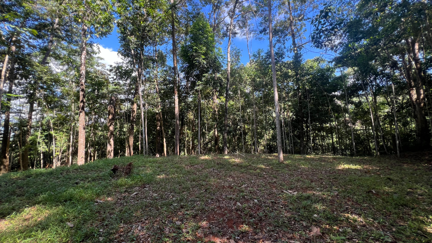 Build Ready Home Site with Easy Access in a Lush Rainforest Setting selected