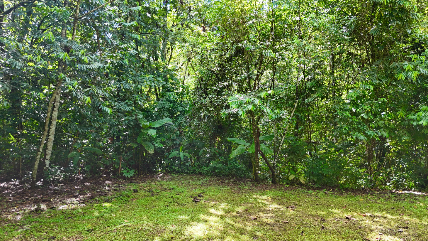Selva Vista Estate – 5.9 Acres of Wild Beauty selected