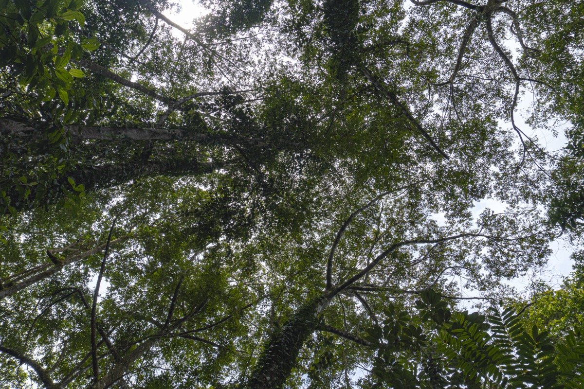 Serene Costa Rican Jungle Retreat with Waterfalls & Wildlife selected