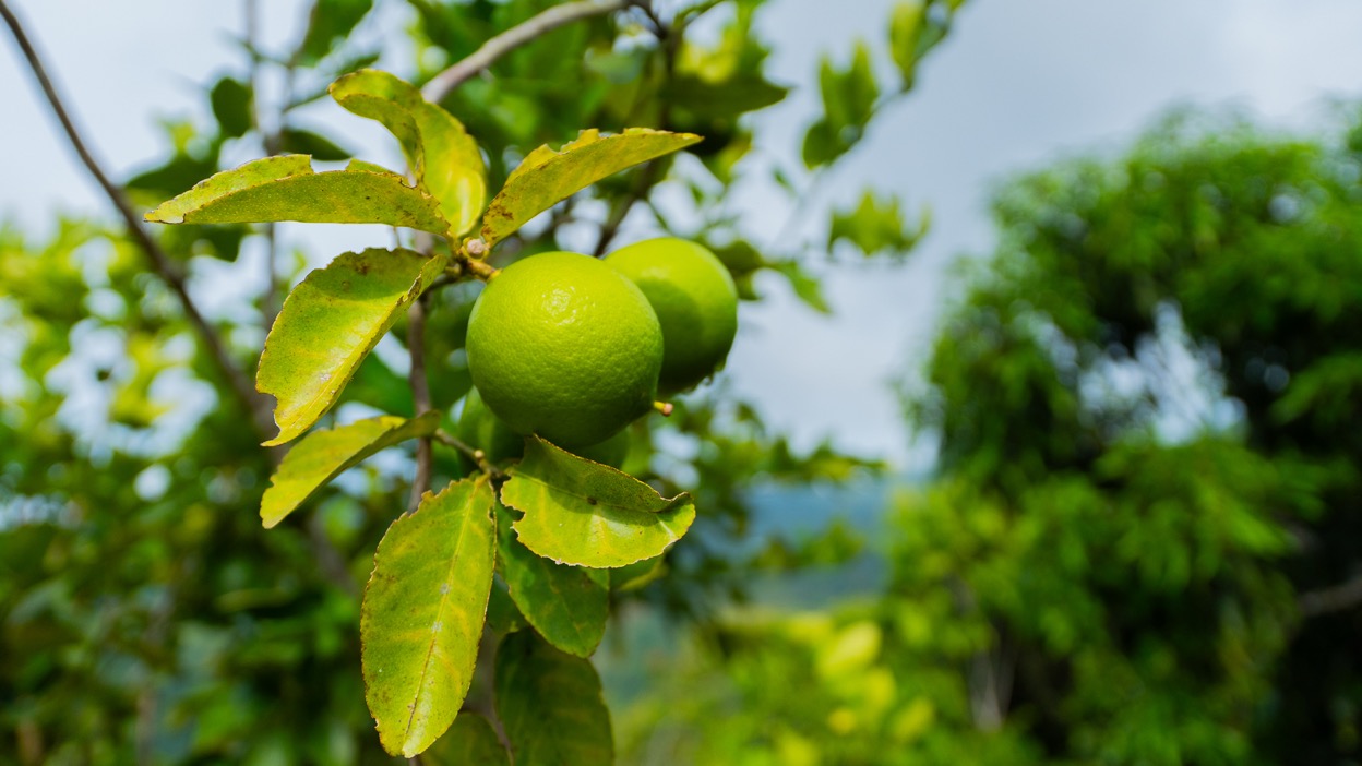 Ocean View Development Property with Waterfall Vista — 14.83 Acres in San Luis de Morete, Near Uvita selected