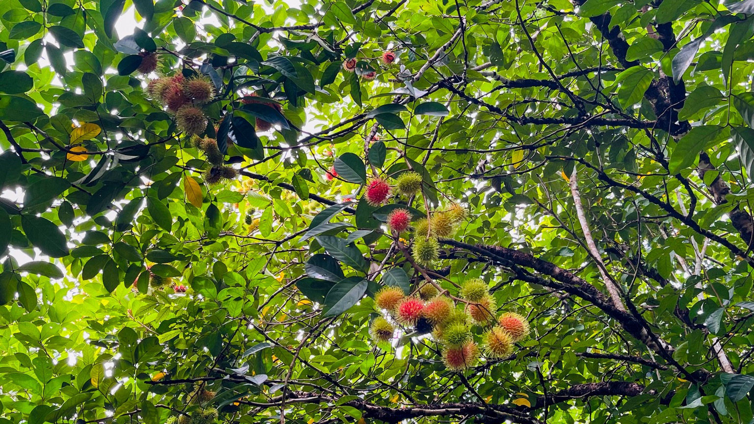 Premium 9.3-Hectare Farm for Sale in Ojochal, Costa Rica selected