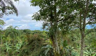 2.9 ACRES – Tons of Fruit Trees, 3 Bedroom Tico Home Plus Bodega In Tinamastes selected