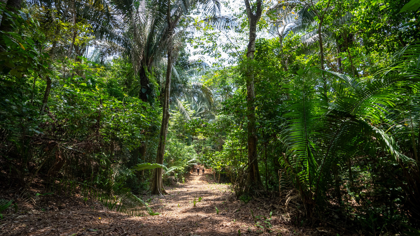 Rare 86-Acre Ocean View Estate Bordering Hacienda Barú – A Unique Opportunity for Conservation and Development selected