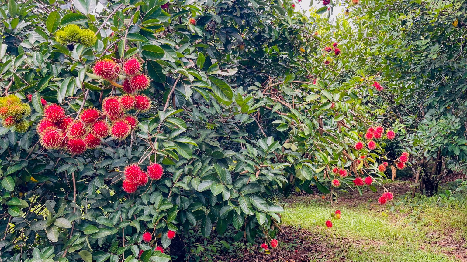 Premium 9.3-Hectare Farm for Sale in Ojochal, Costa Rica selected