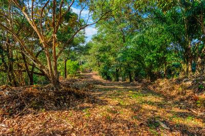 Ocean-View Property with Prime Location and Development Potential in Uvita image 5