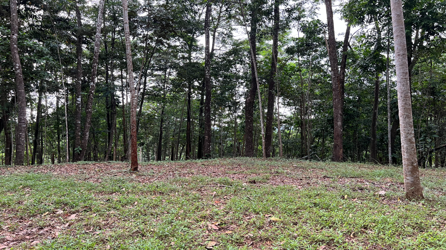 Build Ready Home Site with Easy Access in a Lush Rainforest Setting selected
