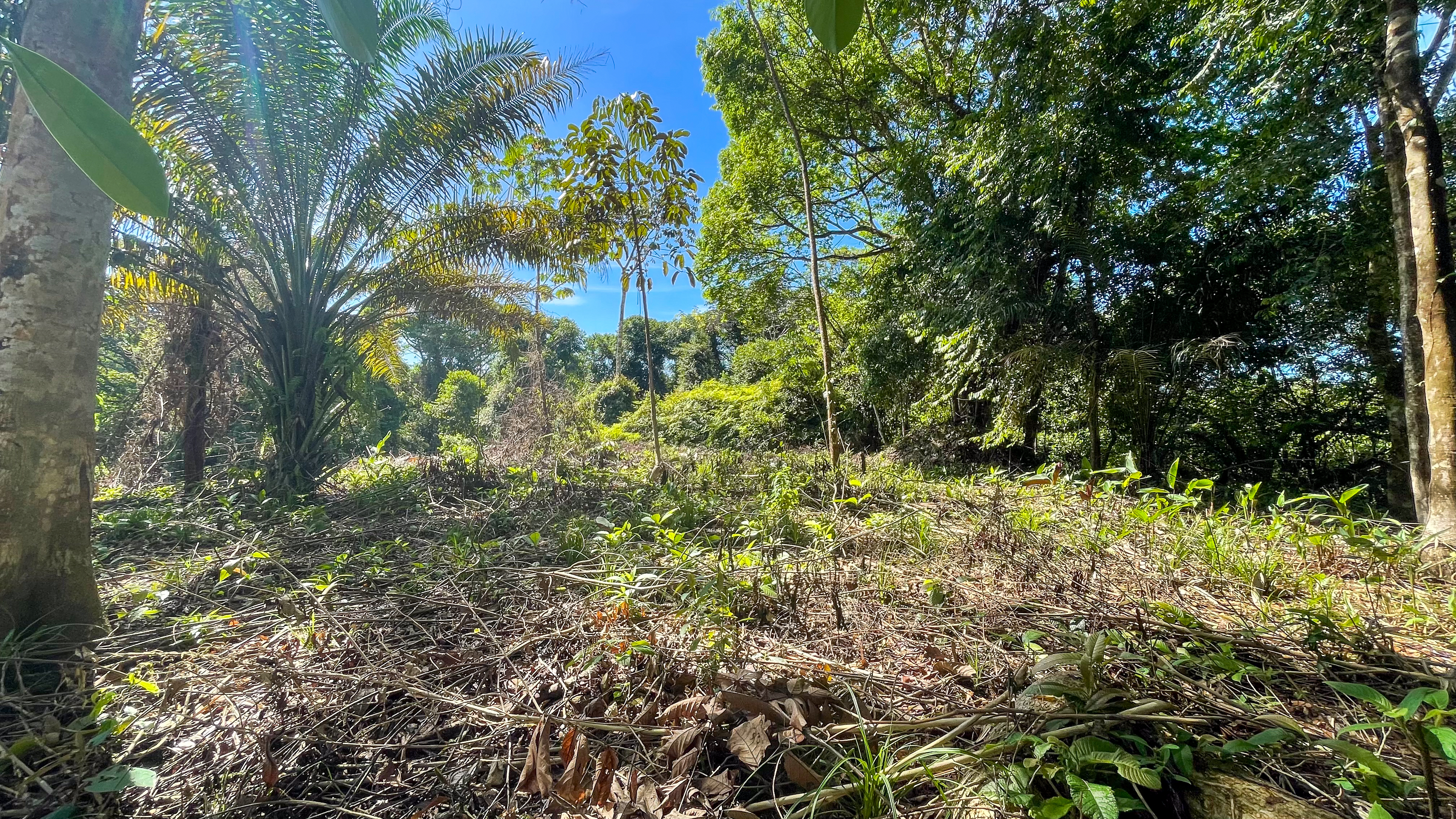 Tucked-Away Jungle Lot at the End of a Quiet Road — Ojochal, Costa Rica selected