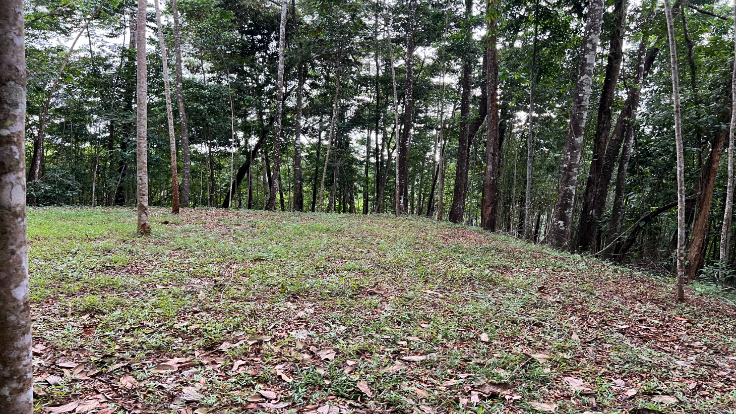 Build Ready Home Site with Easy Access in a Lush Rainforest Setting selected