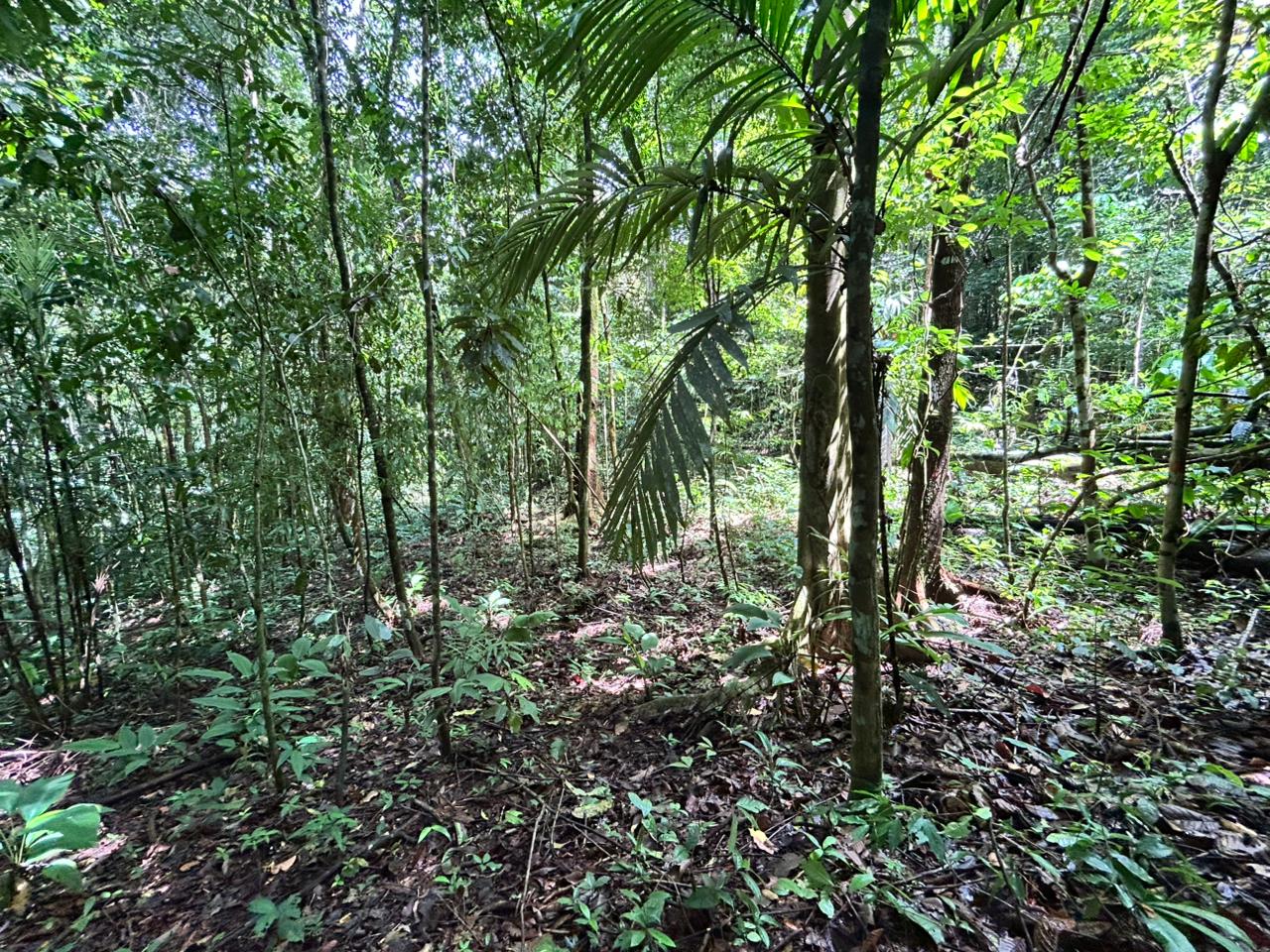 87 Acres of Natural Wonder and Endless Possibility in Ballena, Costa Rica selected
