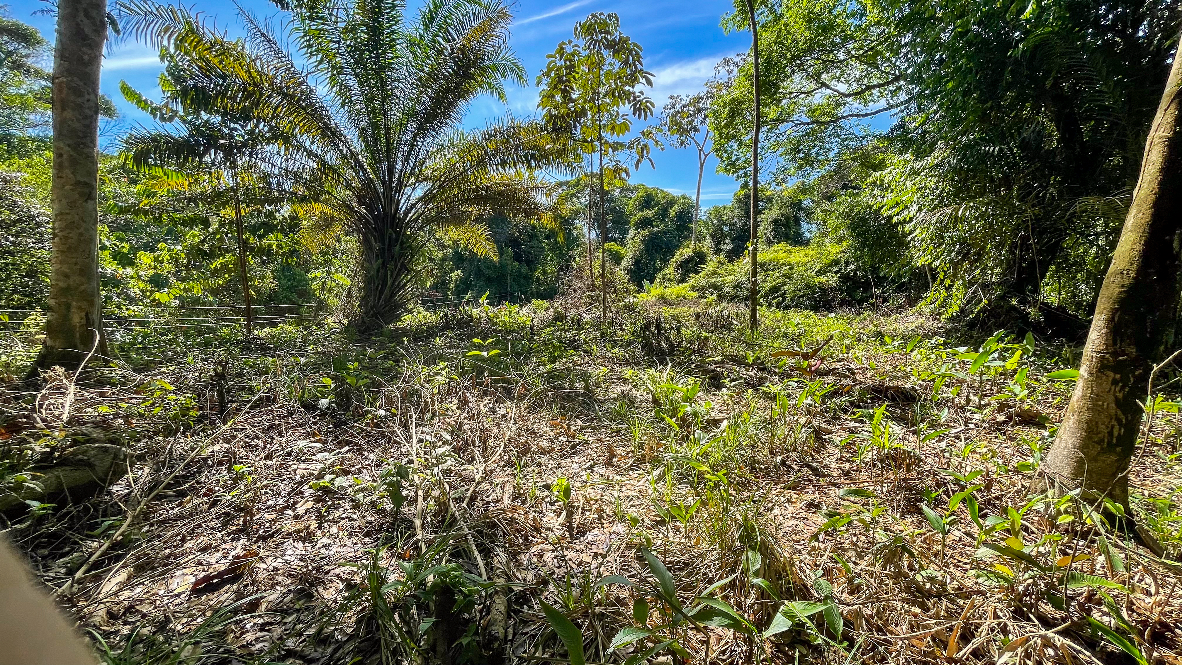Tucked-Away Jungle Lot at the End of a Quiet Road — Ojochal, Costa Rica selected