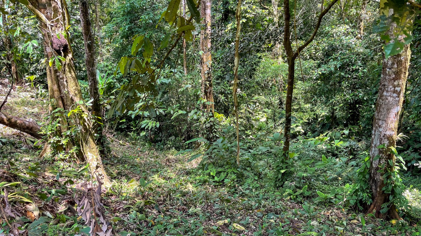 Land for Sale Near Ojochal, Costa Rica – Lot with Water & Electricity Near El Pavón Waterfall selected