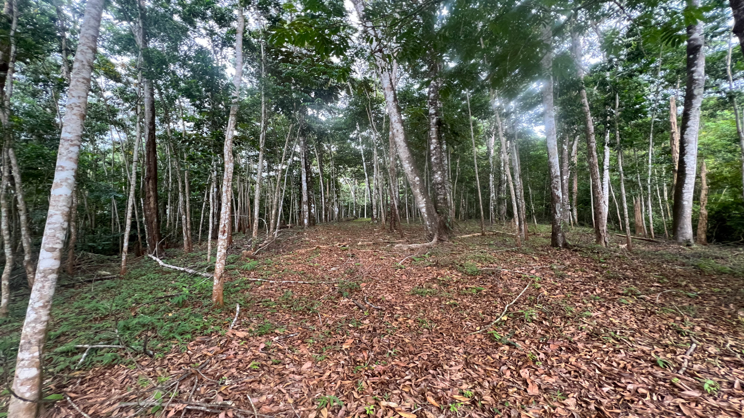 Build Ready Home Site with Easy Access in a Lush Rainforest Setting selected