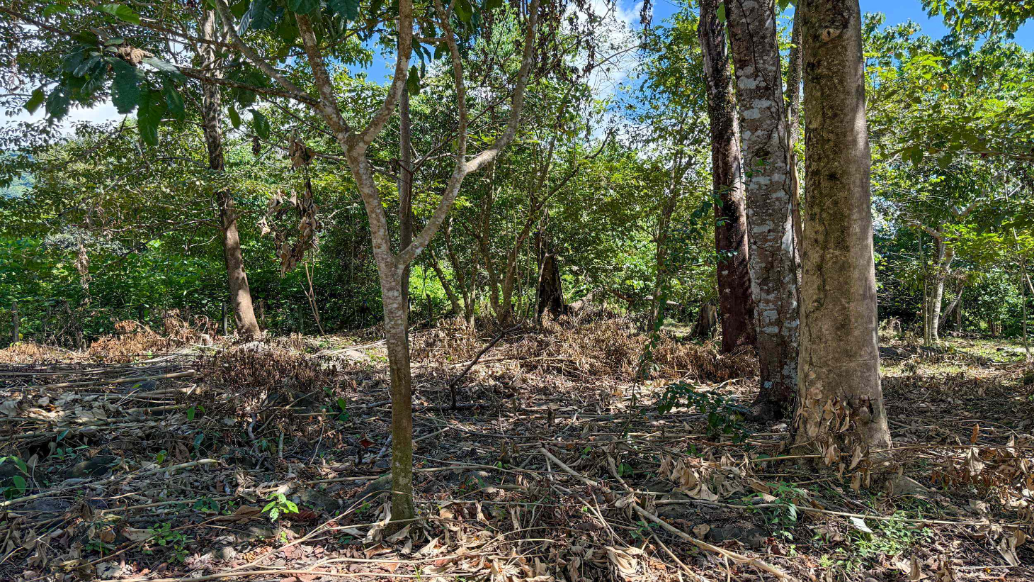 Easy-Access Building lot with Paved Road Access & All Utilities Available on a Flat Half-Acre in Ojochal Costa Rica selected