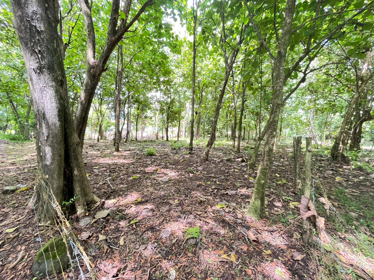 Prime 0.37-Acre Build-Ready Lot Steps from Marino Ballena National Park in Uvita selected