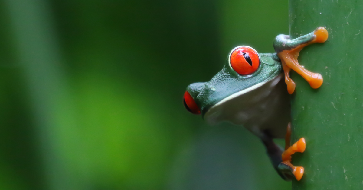 Red-eyed tree frog