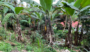 2.9 ACRES – Tons of Fruit Trees, 3 Bedroom Tico Home Plus Bodega In Tinamastes selected