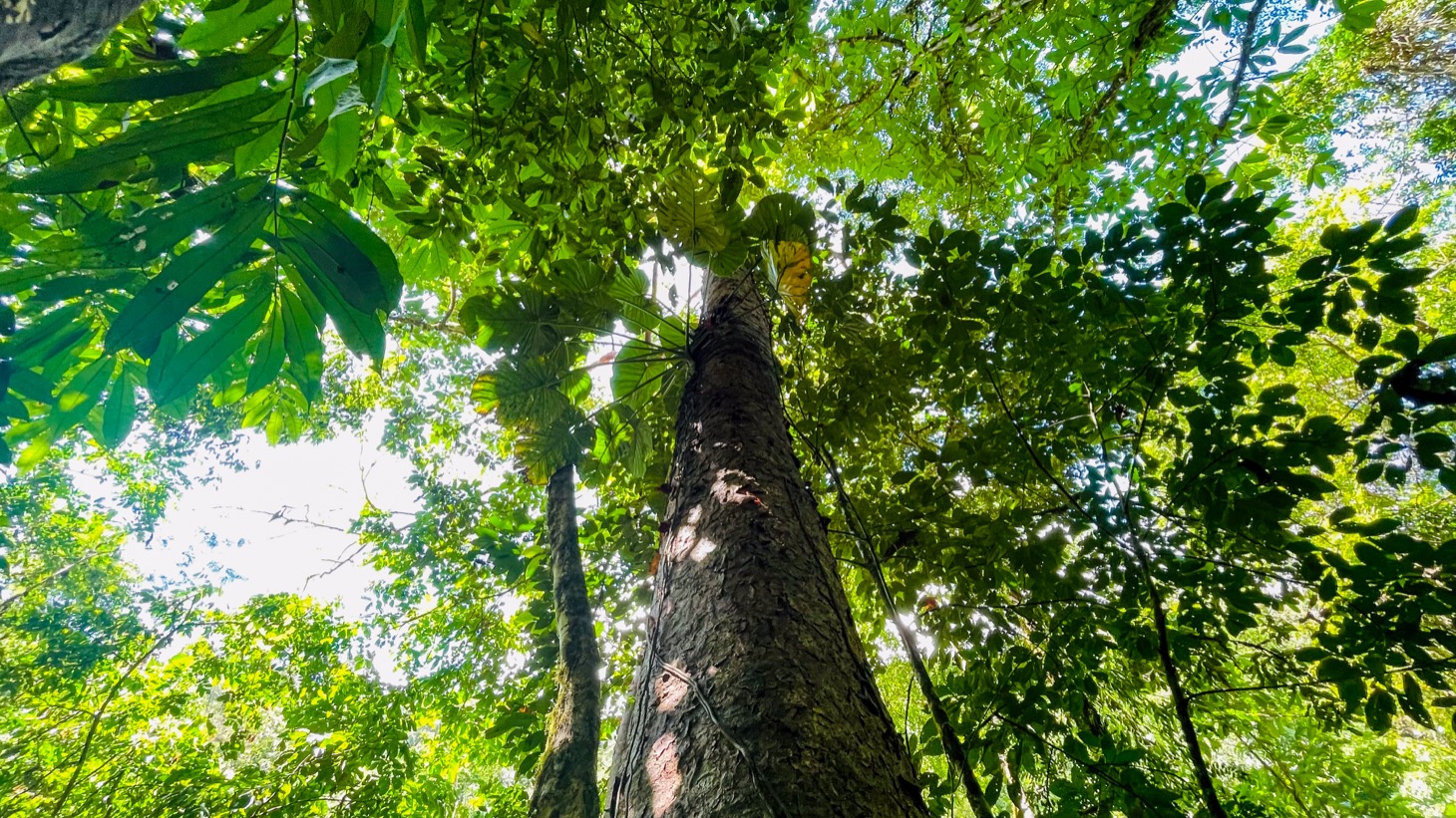 Nature Retreat Estate – Southern Pacific Zone, Costa Rica selected