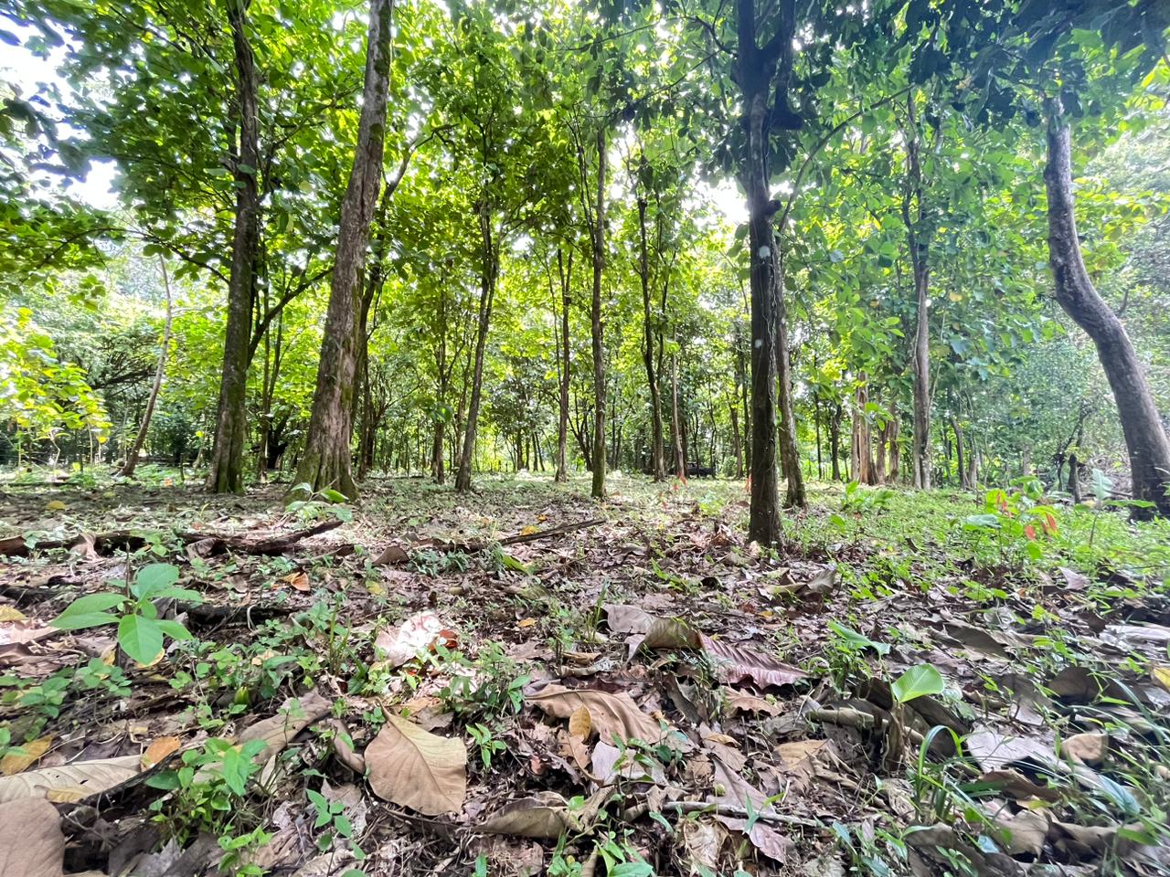 Prime 0.37-Acre Build-Ready Lot Steps from Marino Ballena National Park in Uvita selected