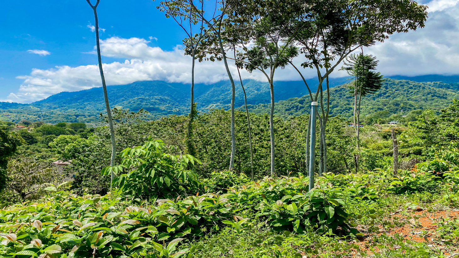 5.75 Acre Land for Sale in Ojochal | Ocean View Development Property selected