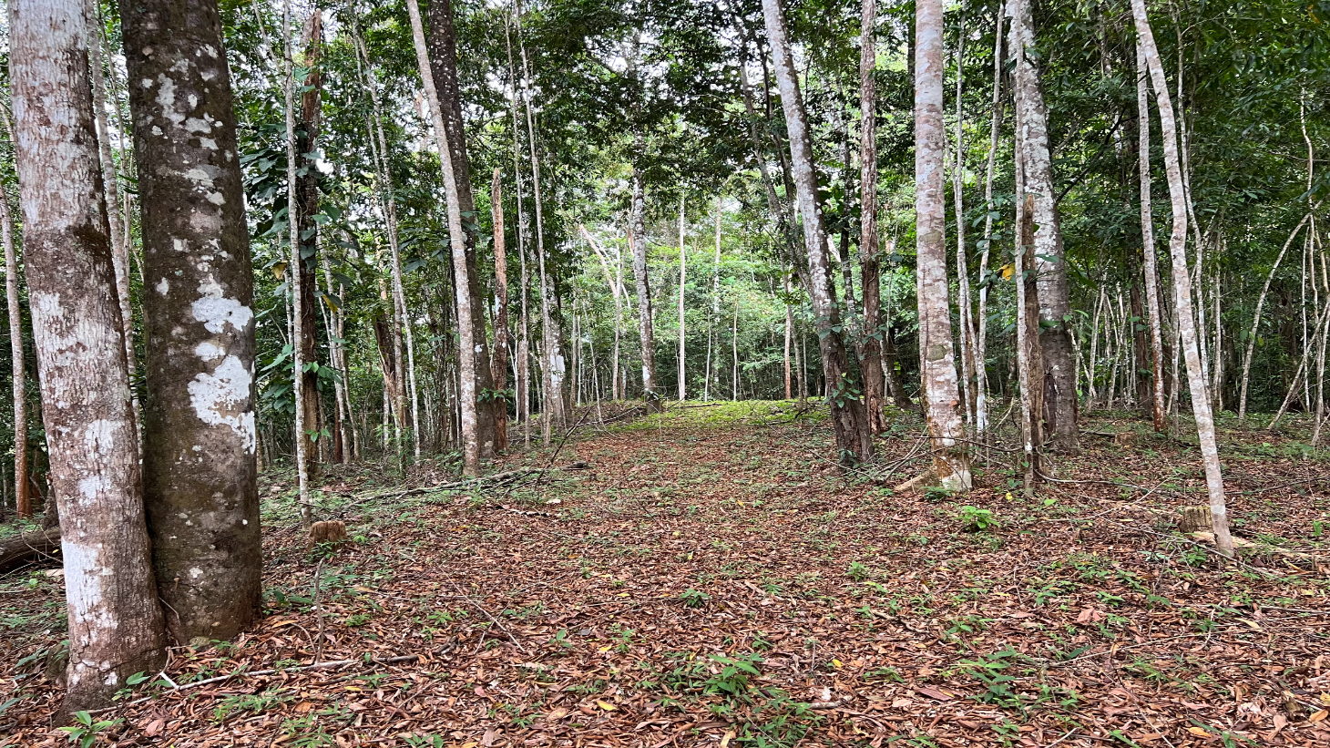 Build Ready Home Site with Easy Access in a Lush Rainforest Setting selected