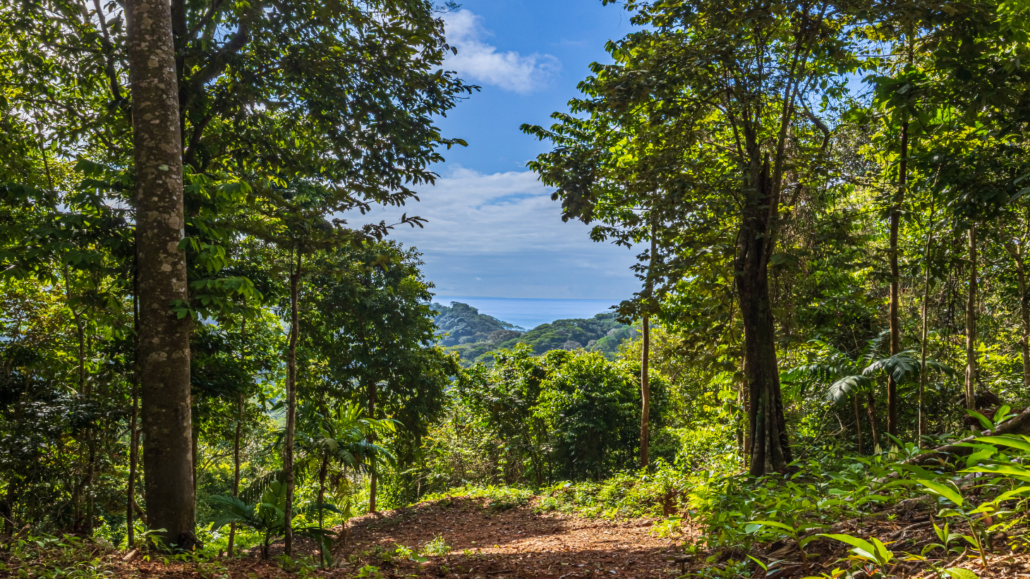 Rare 86-Acre Ocean View Estate Bordering Hacienda Barú – A Unique Opportunity for Conservation and Development selected