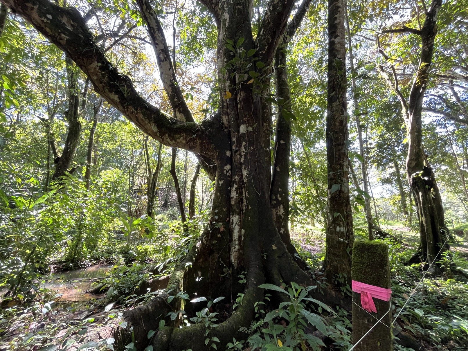 Flat Lot in Tortuga: Your Dream Project Awaits selected