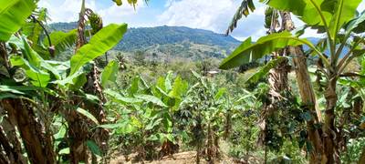 Mountain View Home Site with Seasonal Waterfall and Mature Fruit Trees image 1