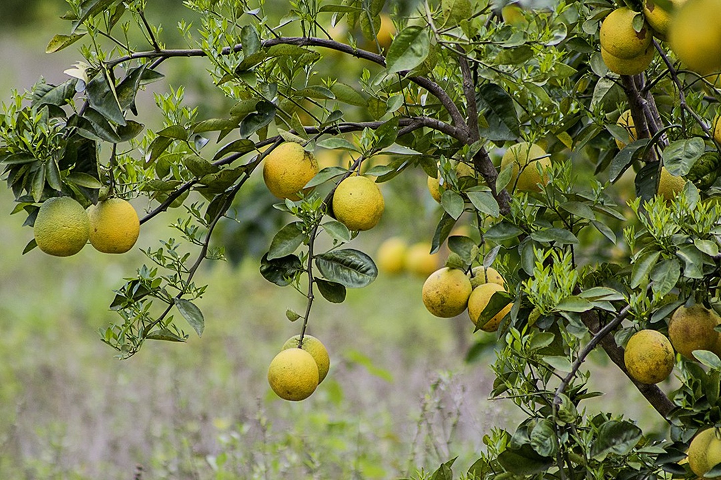 Mountain View Land with Several Building Sites and Mature Fruit Trees selected