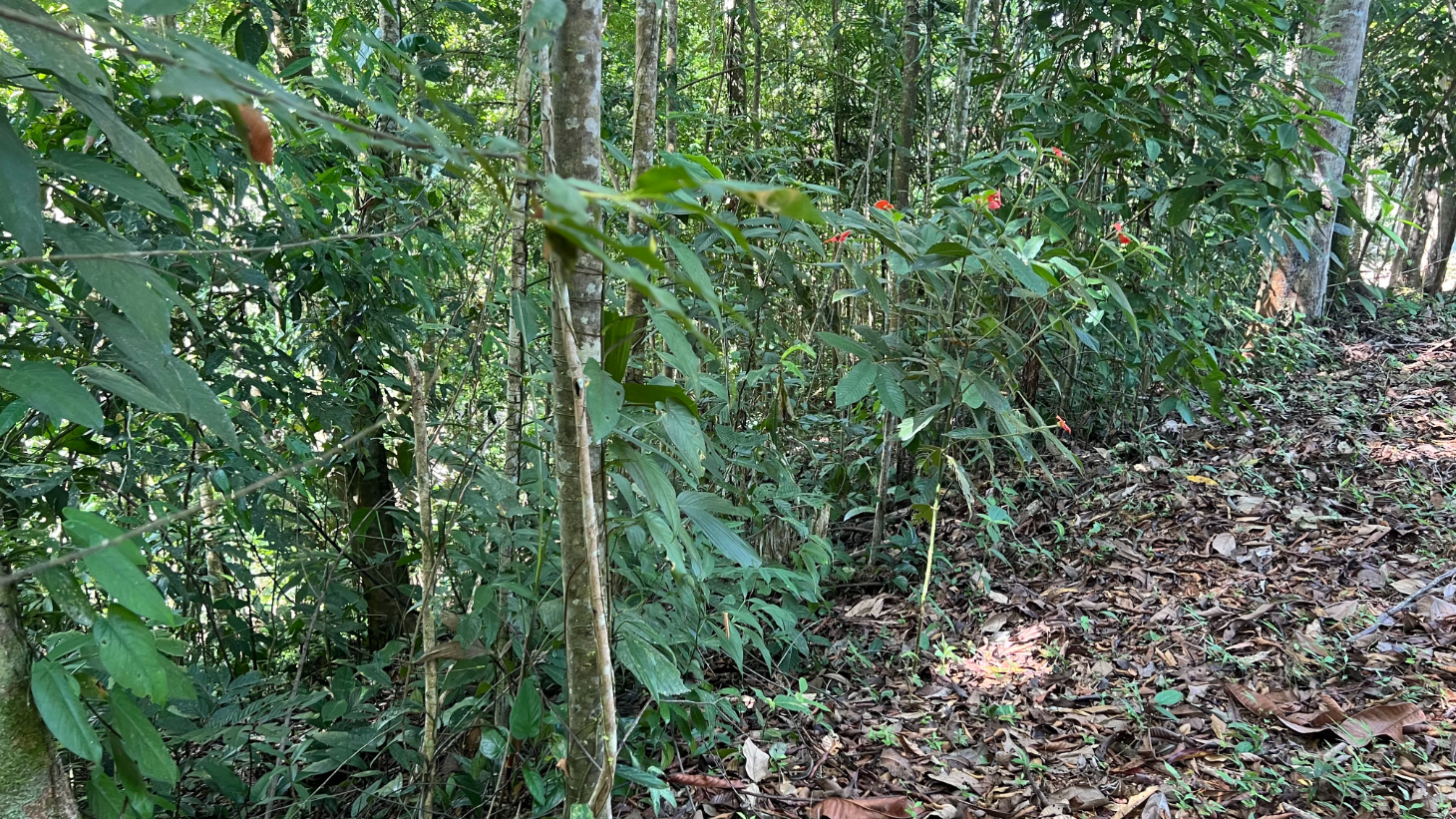 Build Ready Home Site with Easy Access in a Lush Rainforest Setting selected