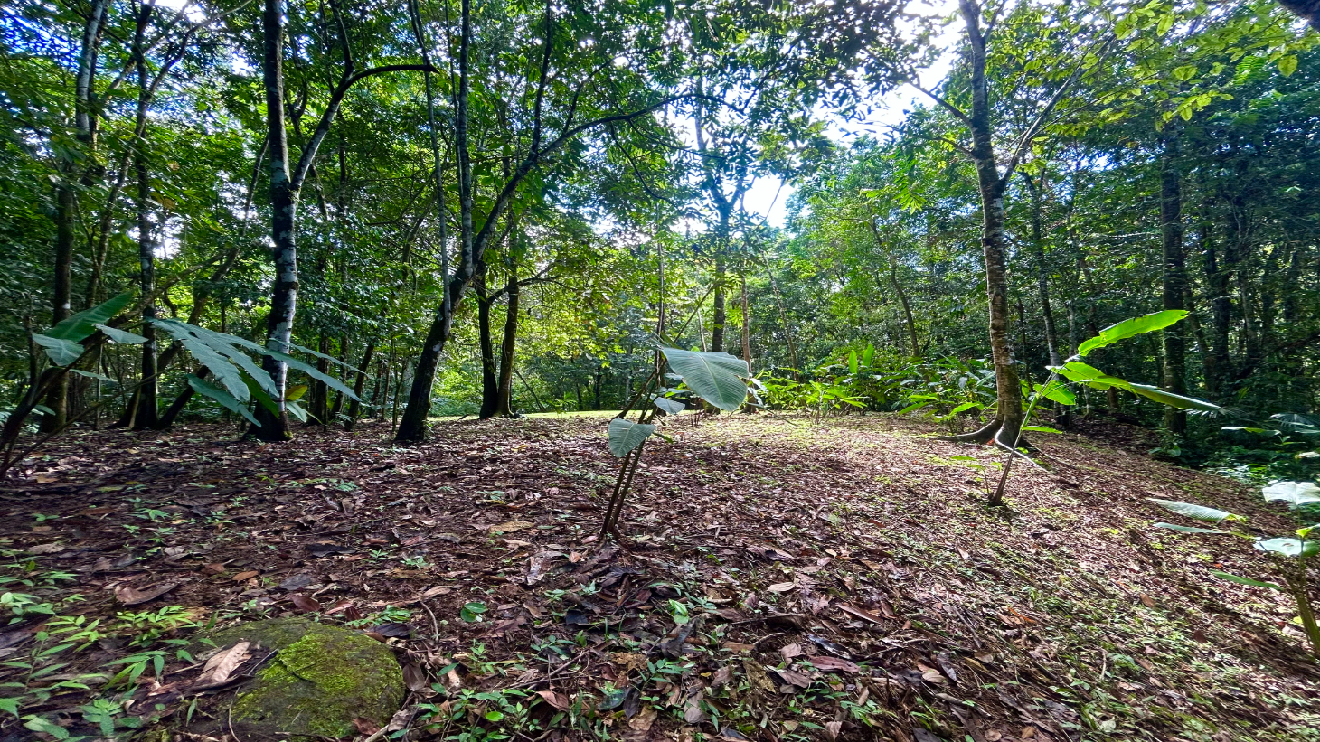 Selva Vista Estate – 5.9 Acres of Wild Beauty selected