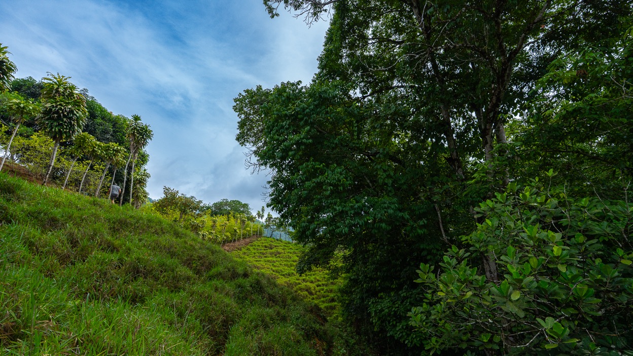Ocean View Development Property with Waterfall Vista — 14.83 Acres in San Luis de Morete, Near Uvita selected