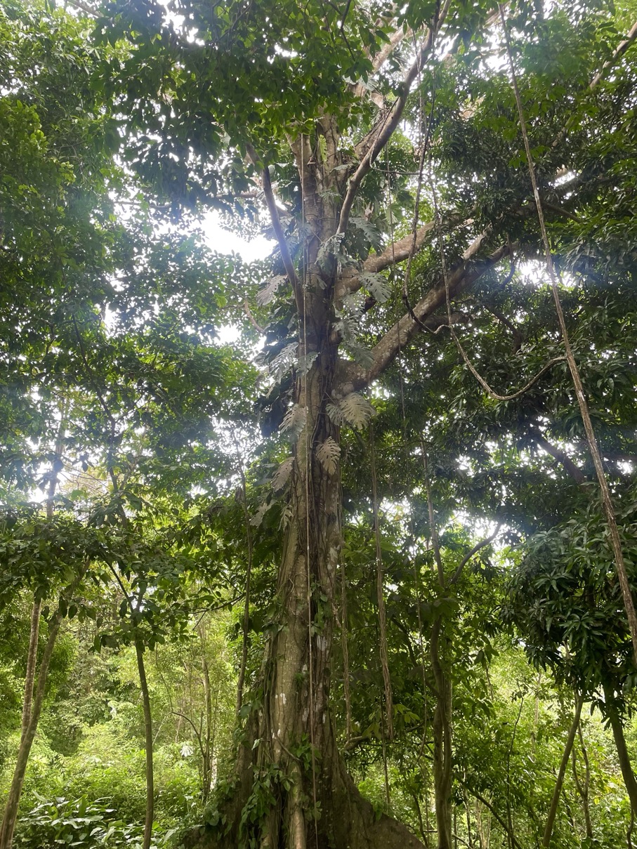 61.78 Acres of Oceanview Bliss with Private Waterfall in Tres Rios selected