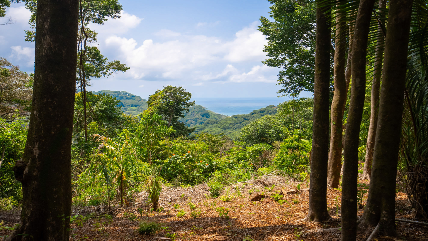 Rare 86-Acre Ocean View Estate Bordering Hacienda Barú – A Unique Opportunity for Conservation and Development selected