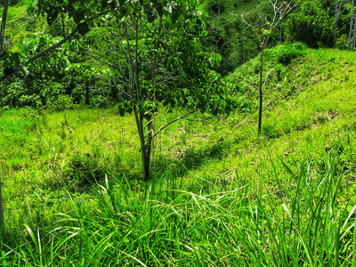 Exclusive Two-Lot Oasis in Gated Paradise – Build Your Dream Estate image 4