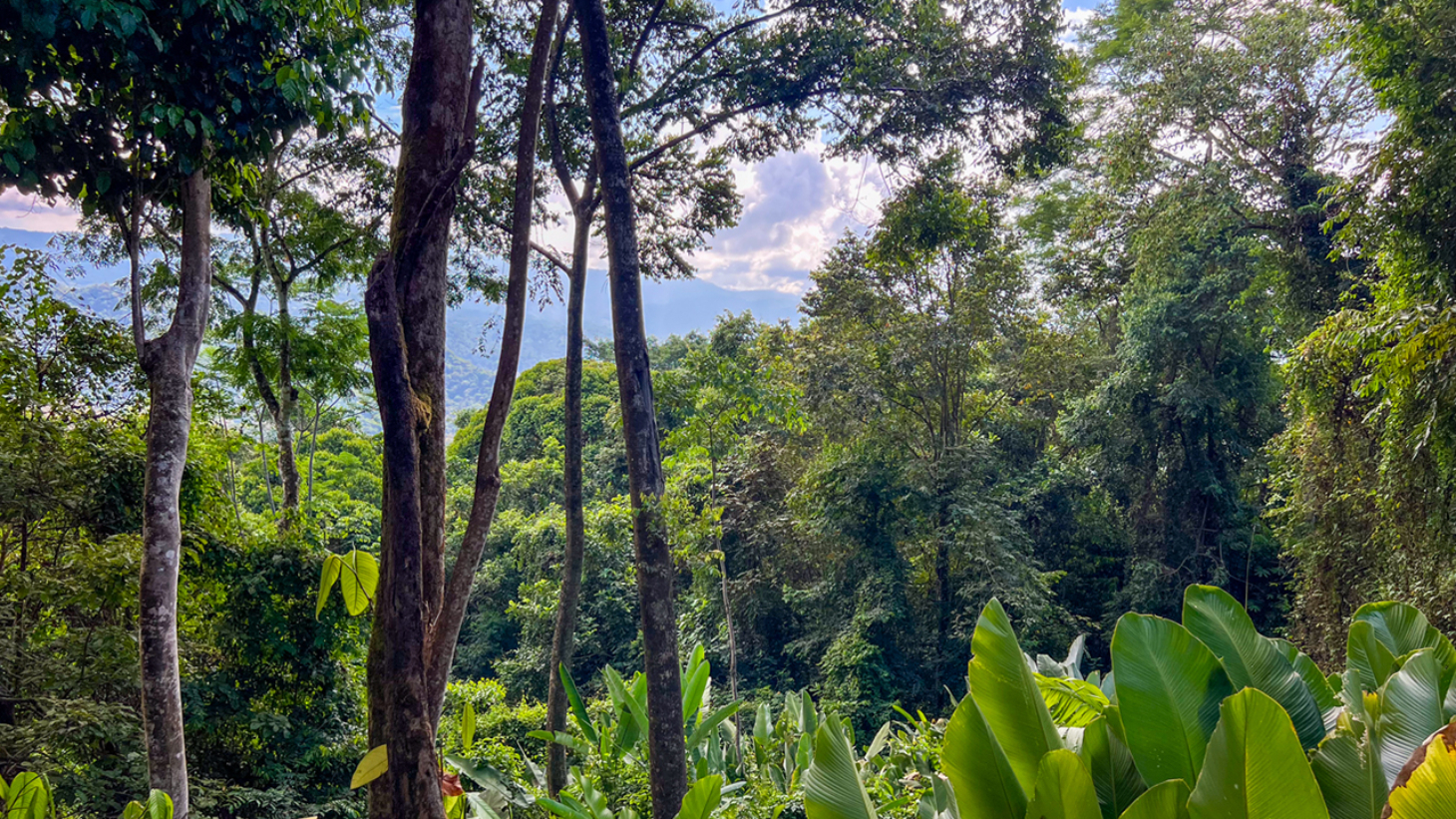 Rainforest Retreat with a Forested Setting and Good Rental History in Lagunas selected