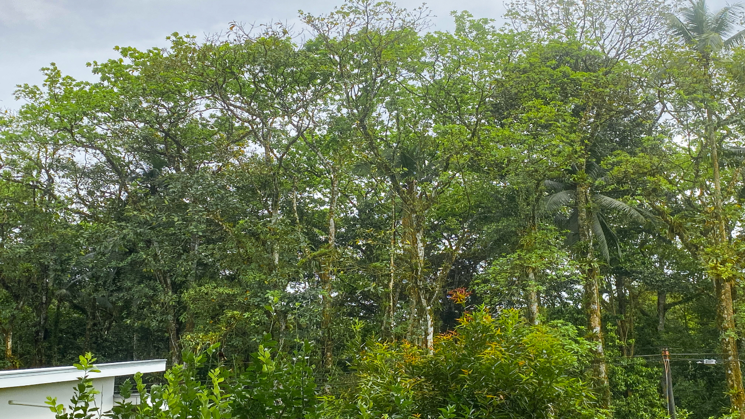 3-Bed Home on Calle Principal Ojochal with River & Jungle selected