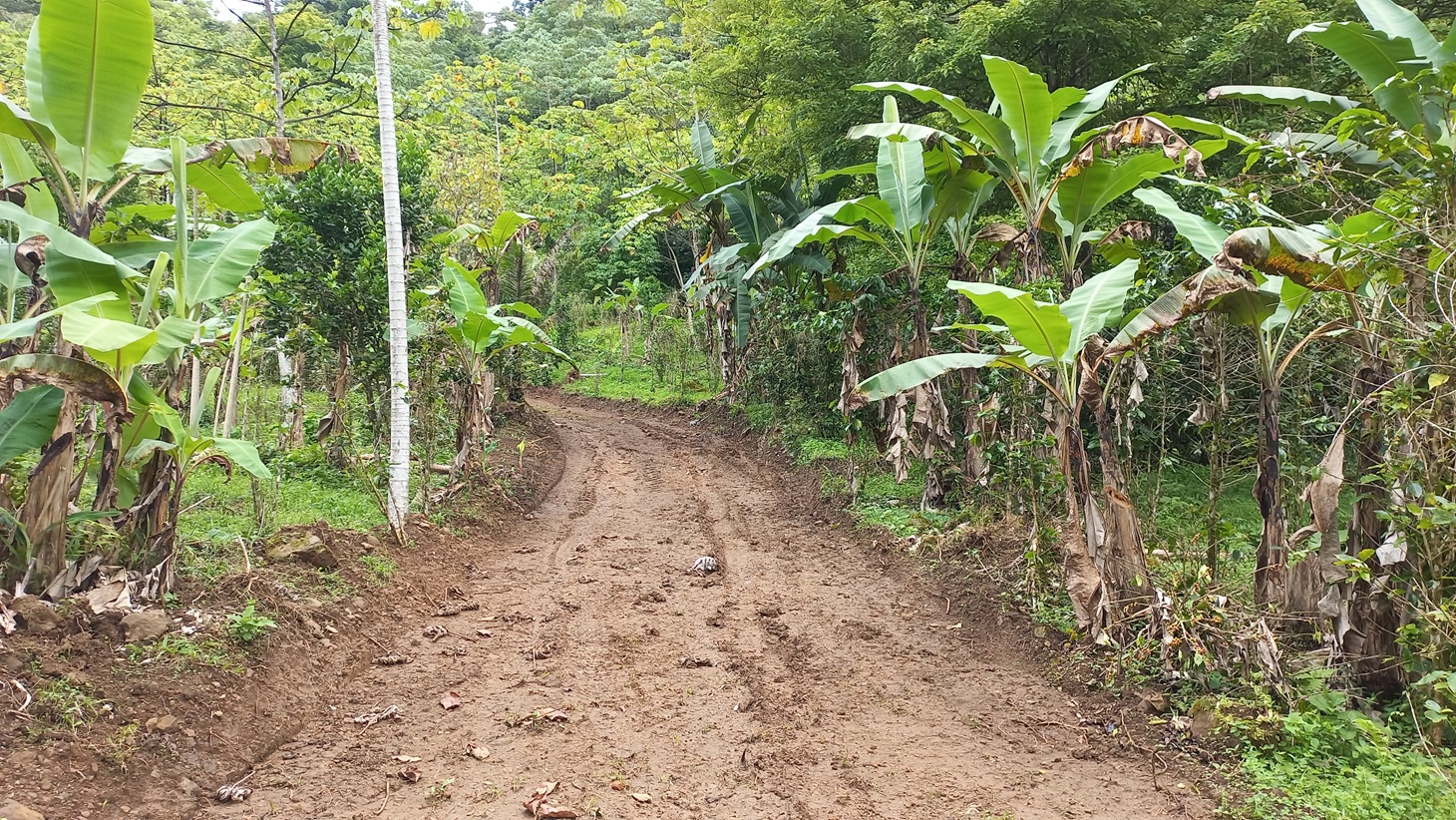 Mountain View Land with Several Building Sites and Mature Fruit Trees selected