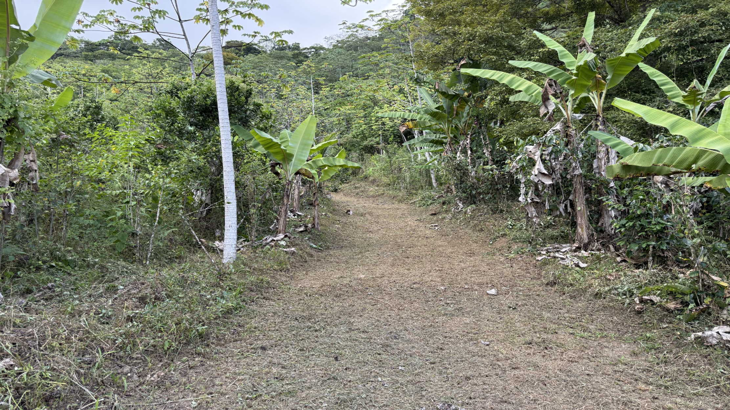 Jungle Lot with 3+ Building Sites, Legal Water, Electricity on Public Road with Big Valley & Mountain Views near San Josecito Costa Rica selected
