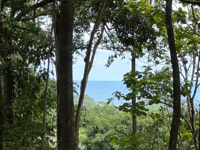 8.8 Acres of Pristine Jungle Paradise with Ocean Glimpses in Dominicalito image 2