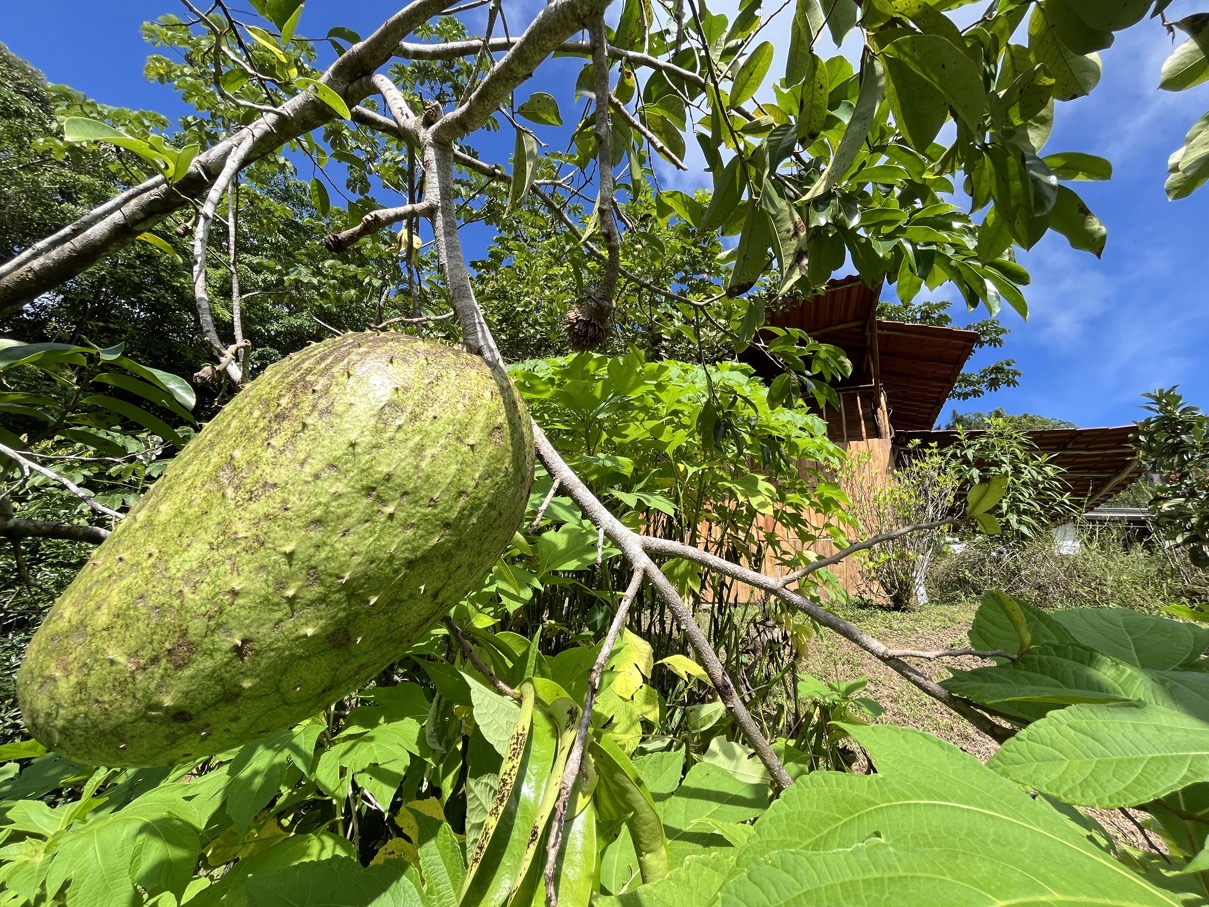 Charming Mountain Retreat in Vergel de Osa – Minutes from Ojochal, Beaches, and Waterfalls selected