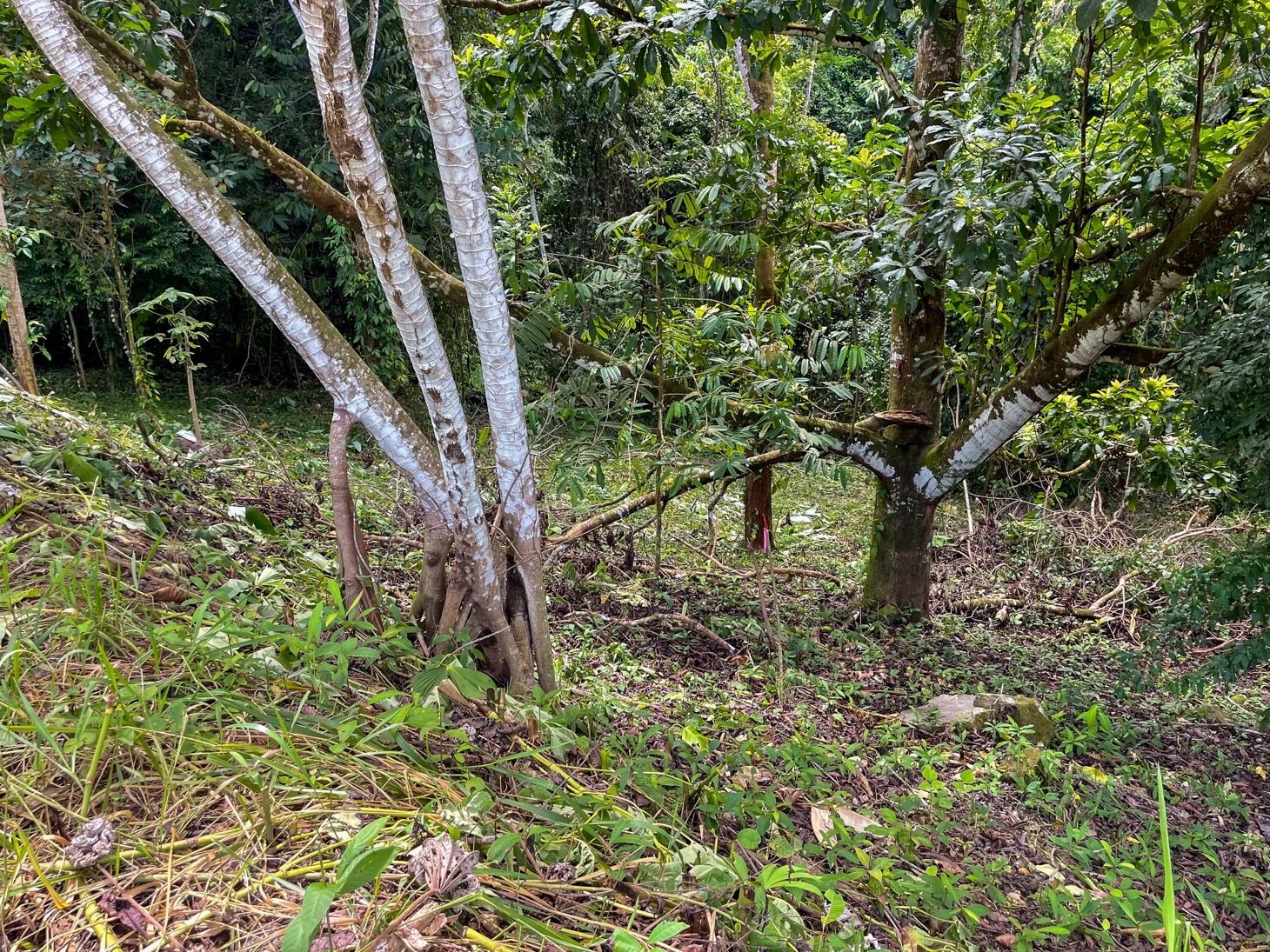 Exquisite Private Lot Bordering River with Mountain View in Ojochal, Phase 10 selected