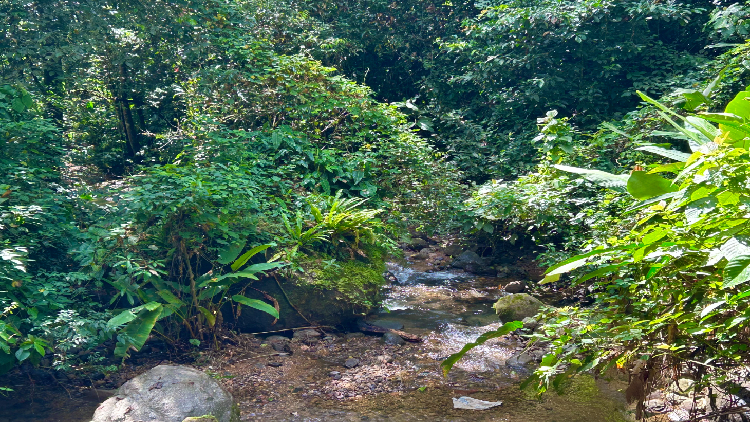 Selva Vista Estate – 5.9 Acres of Wild Beauty selected