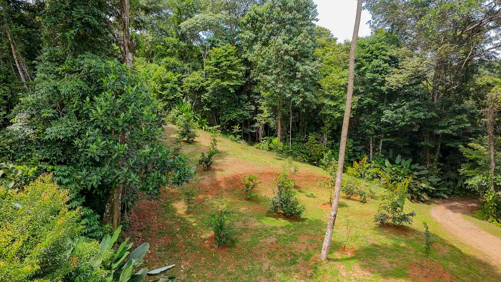 Exceptional 12-Acre Investment Property in Central Ojochal – Riverfront Jungle Estate with Home, Cabin, Workshop & Endless Development Potential selected