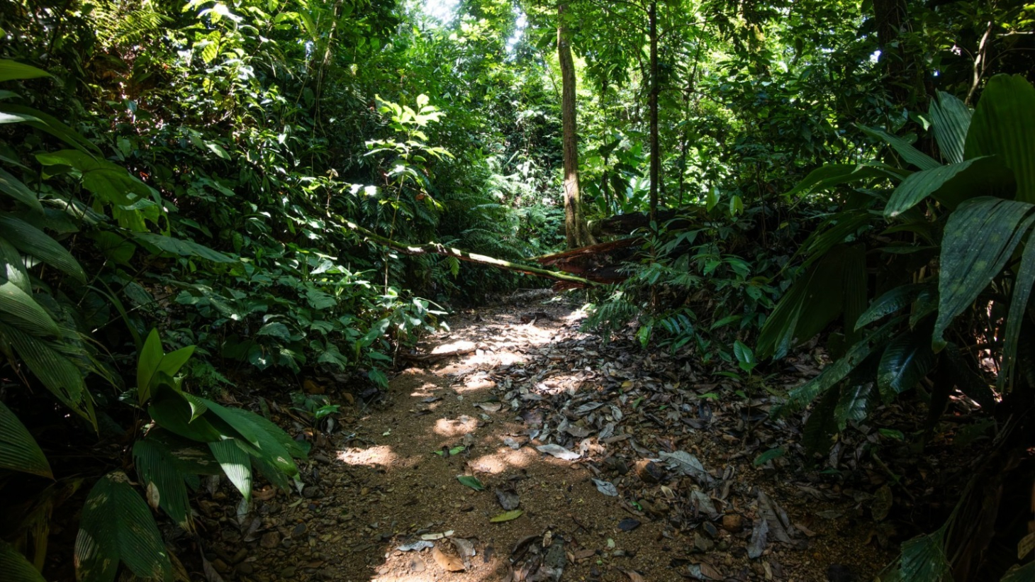 Tropical Sanctuary Above Uvita: 5-Acre Jungle Estate with incredible Mountain Views selected