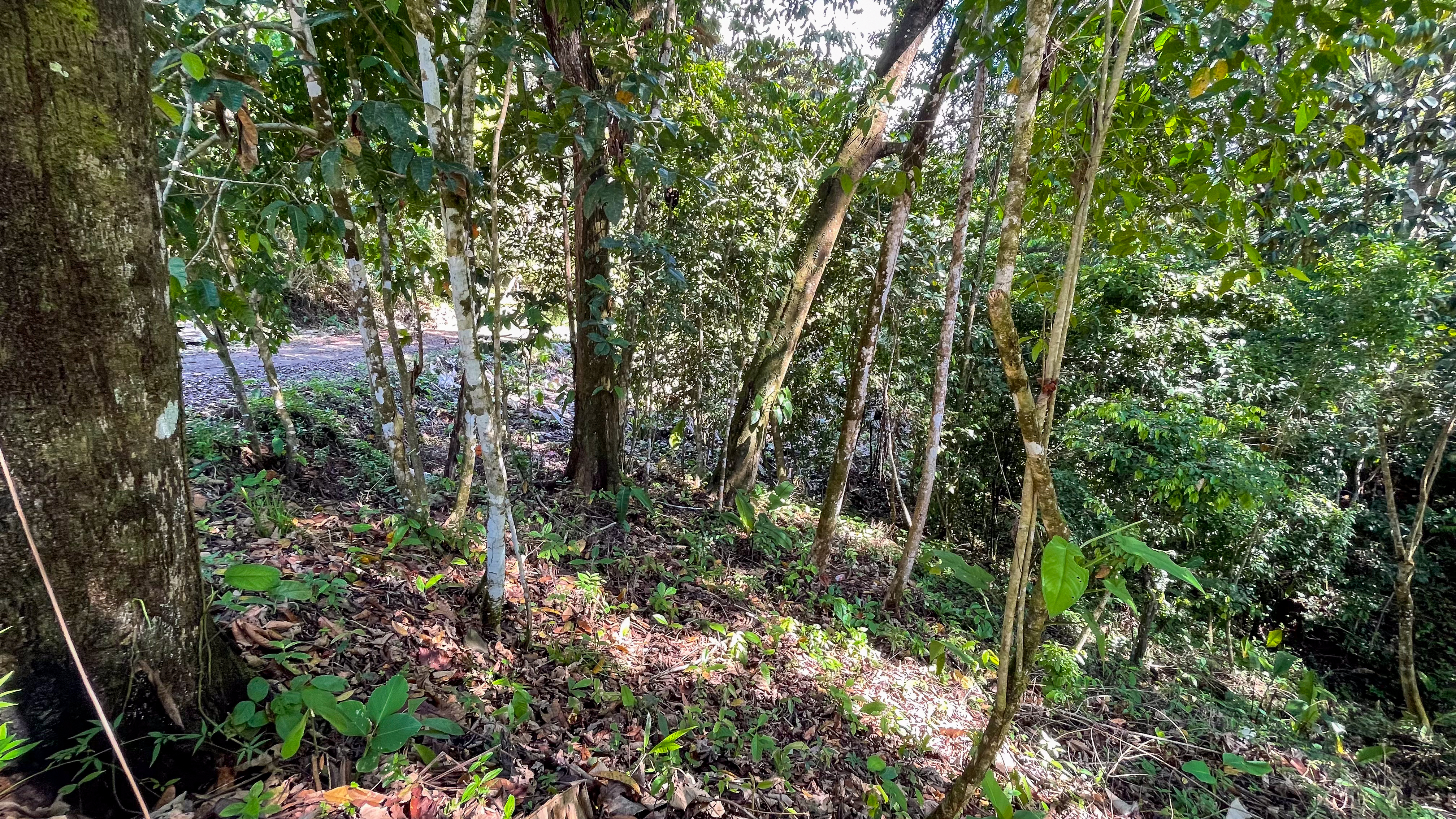 Tucked-Away Jungle Lot at the End of a Quiet Road — Ojochal, Costa Rica selected