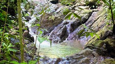 8.8 Acres of Pristine Jungle Paradise with Ocean Glimpses in Dominicalito image 5