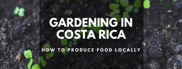 Gardening in Costa Rica: How to Produce Food Locally