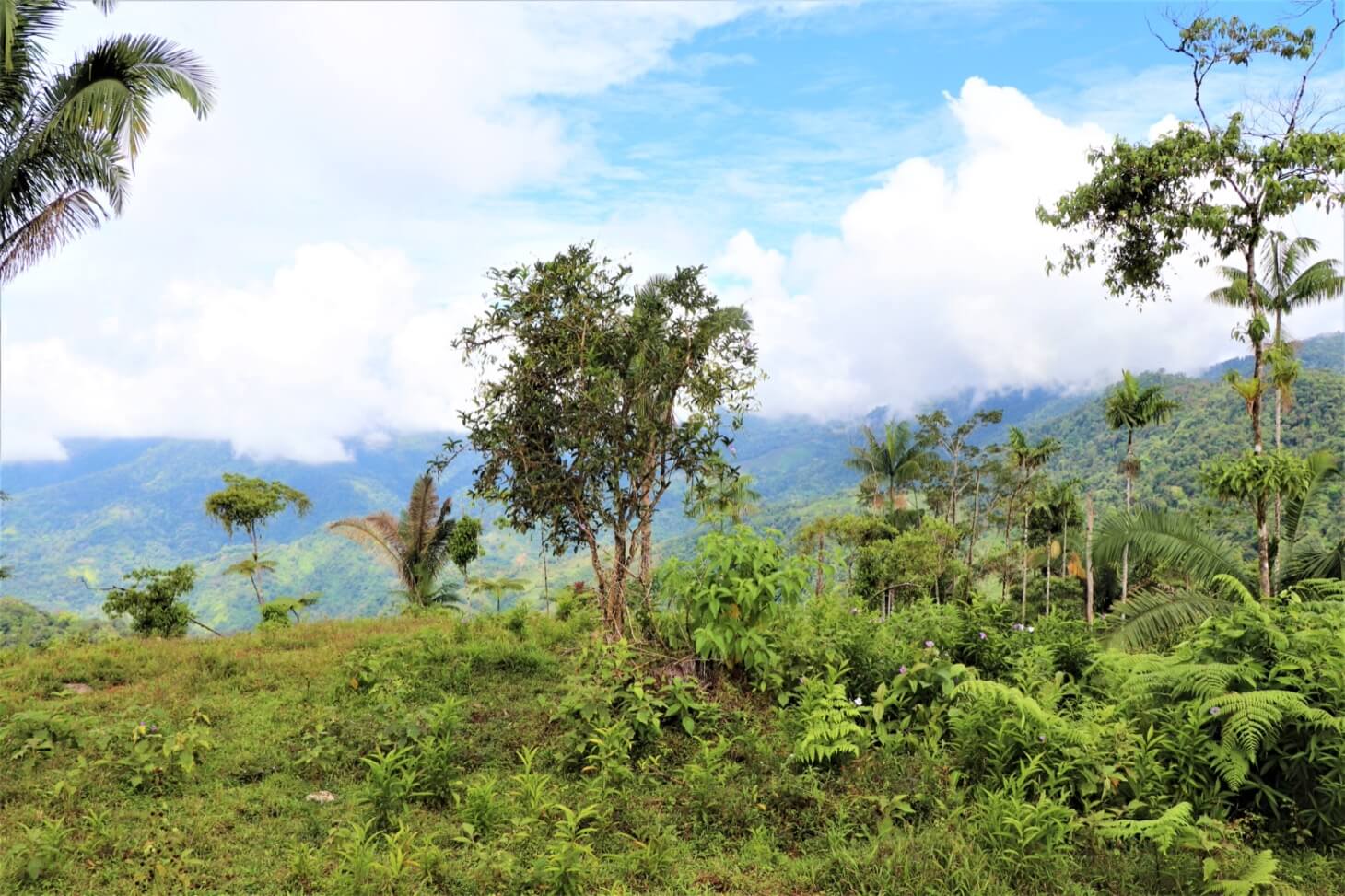 3 Spectacular Ocean View Farms in Uvita selected