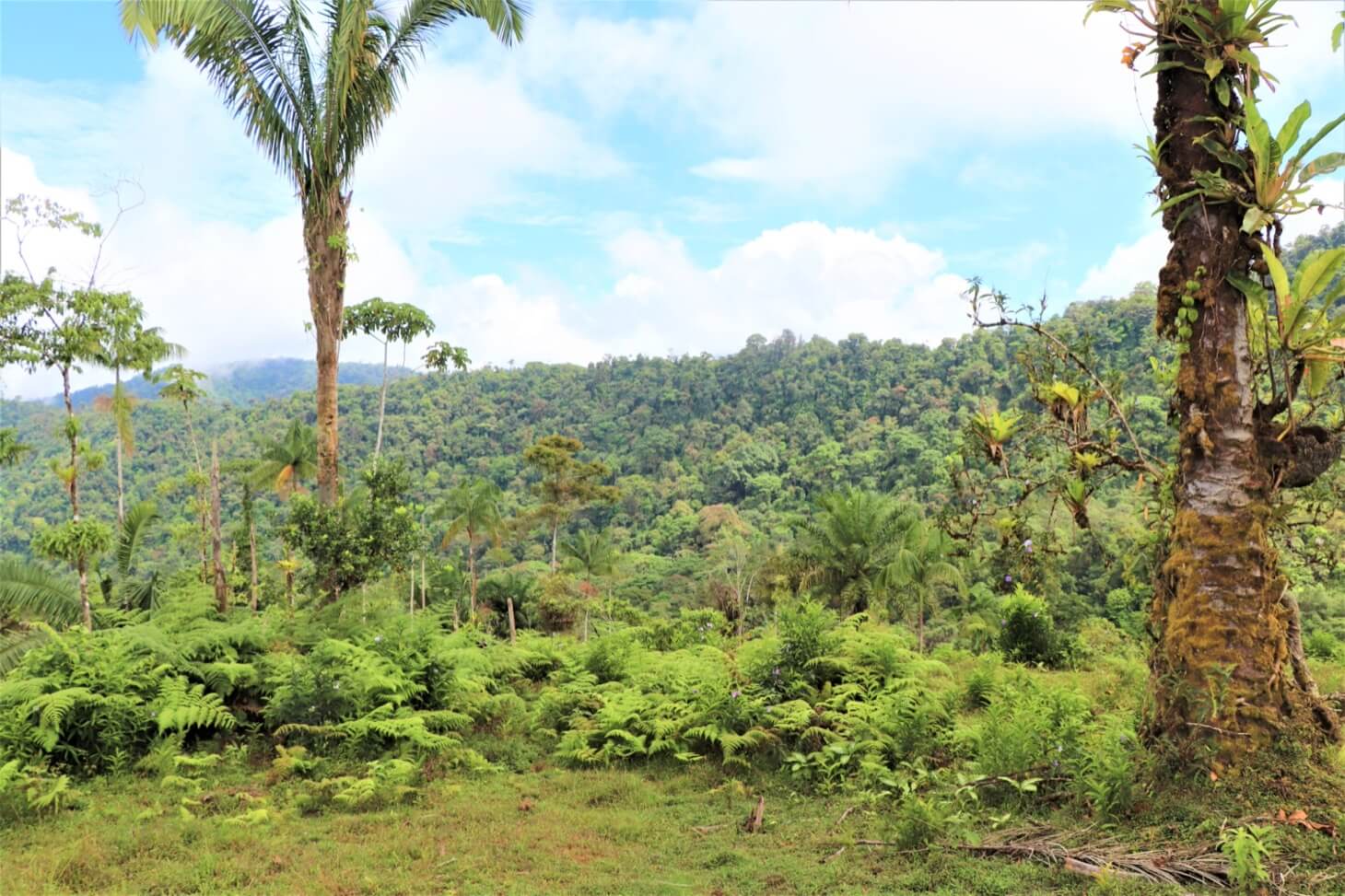 3 Spectacular Ocean View Farms in Uvita selected