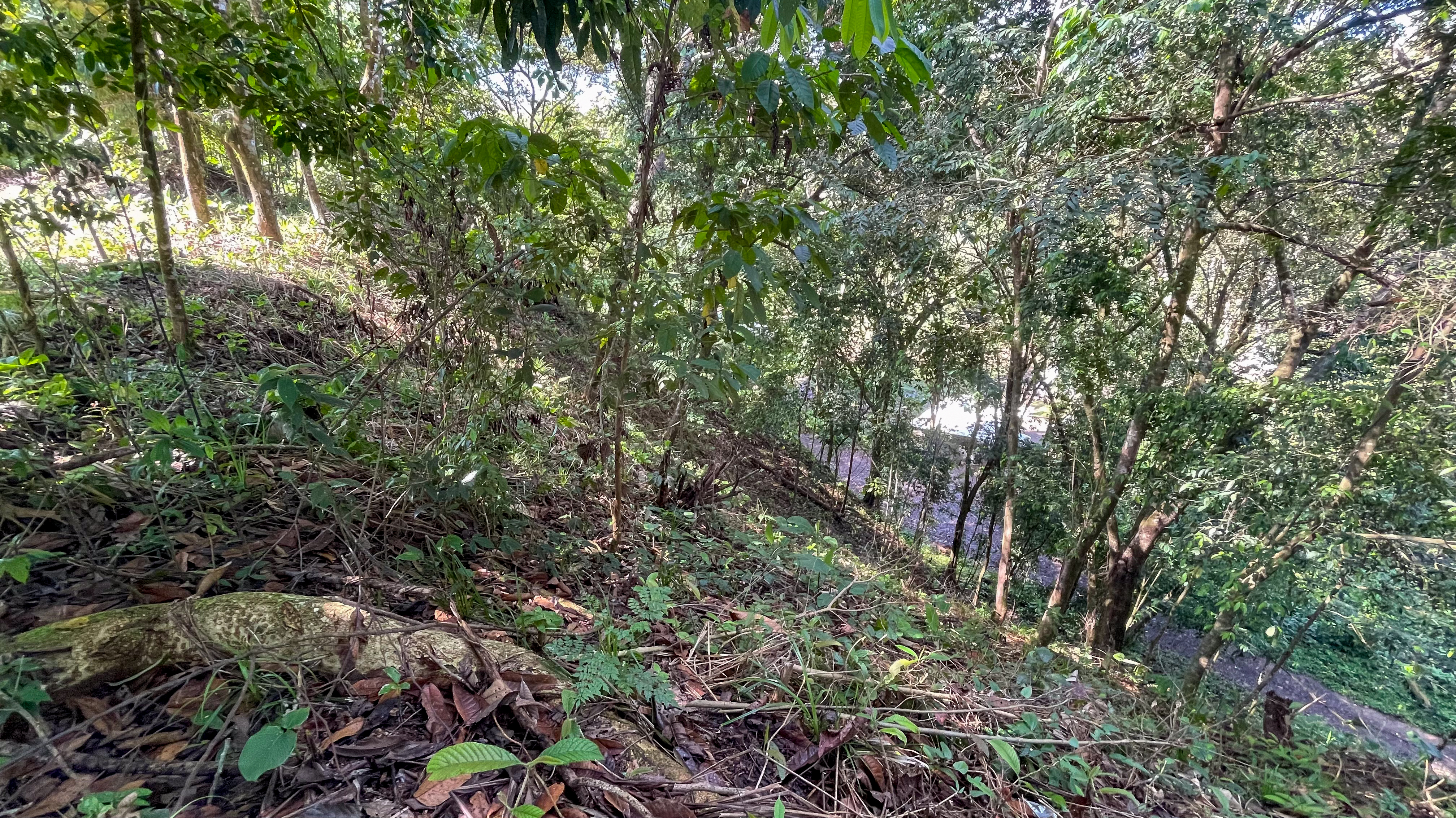 Tucked-Away Jungle Lot at the End of a Quiet Road — Ojochal, Costa Rica selected
